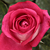 Roza - Vrtnica čajevka - Acapella®